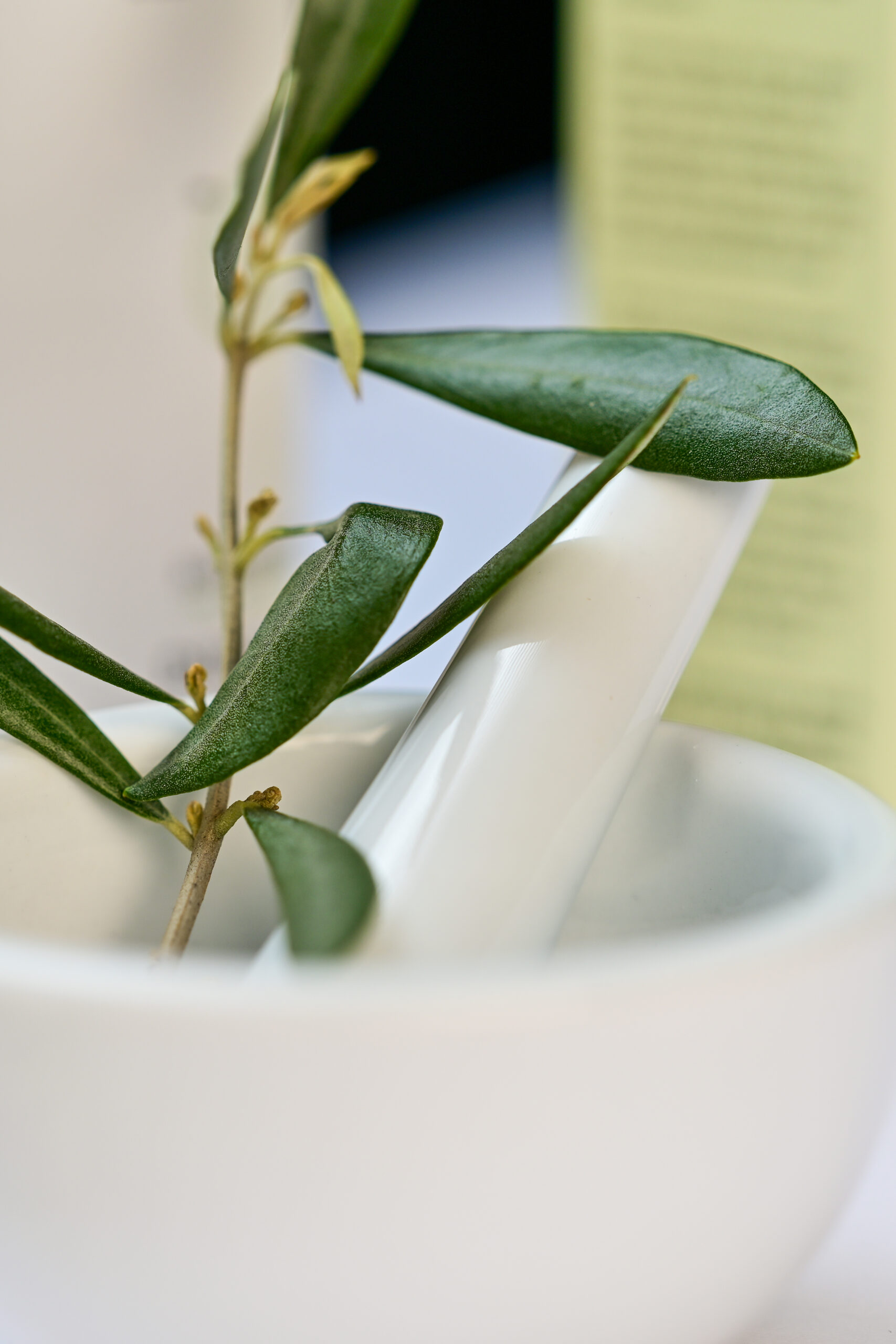 Gesichtscreme leicht – Bild 4